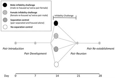 Changes in Behavior and Ultrasonic Vocalizations During Pair Bonding and in Response to an Infidelity Challenge in Monogamous California Mice